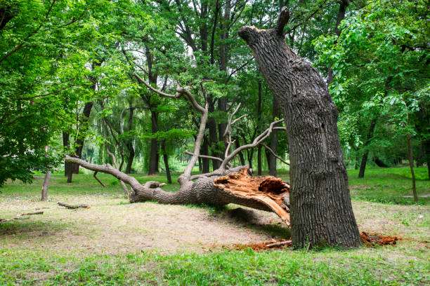 How Our Tree Care Process Works  in  Verona, VA