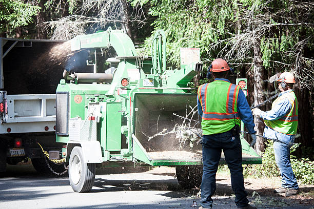 Verona, VA Tree Services Company